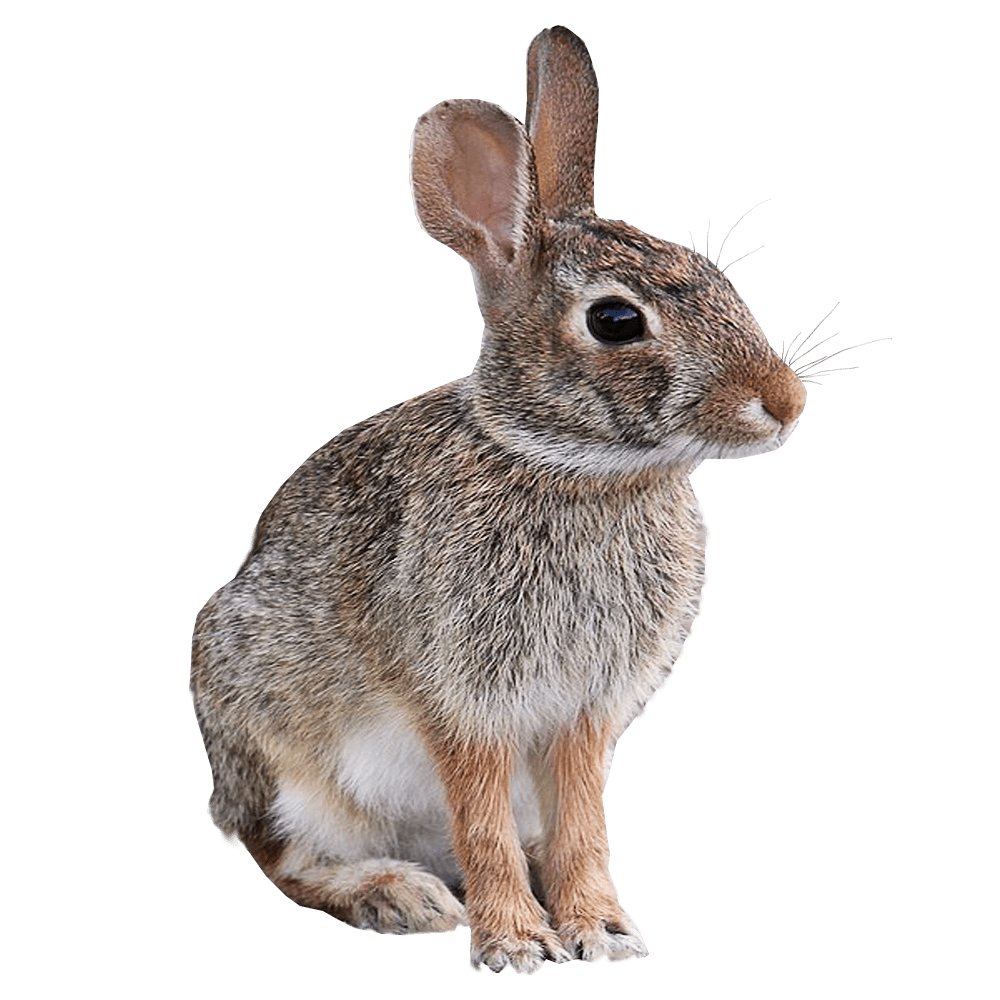 wild rabbit image